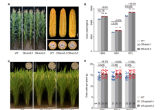 Çinli araştırmacılar aynı anda pirinç ve mısır verimini arttıran anahtar geni keşfetti