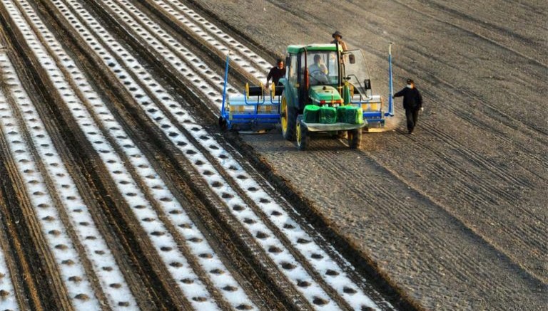 Xinjiang’da pamuk ekimi başladı